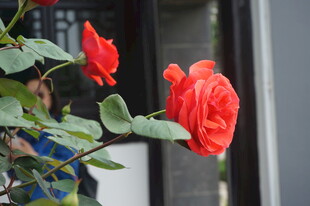 娇艳红玫瑰绽放