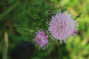 两朵淡紫色蓟花绽放