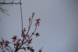 枝头绽放的粉嫩花朵