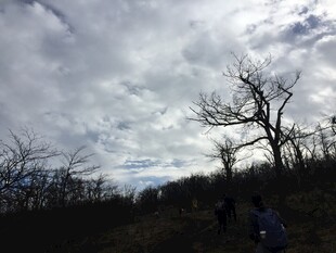 荒野枯树旁的户外景象