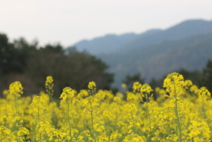 春日油菜花海美景
