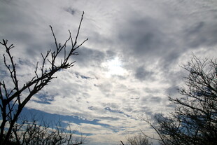阴天树枝与天空景象