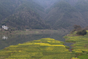春日河畔油菜花田美景