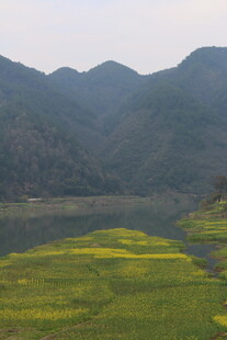 山间油菜田的美丽景致