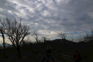 阴天旷野中的光秃树木
