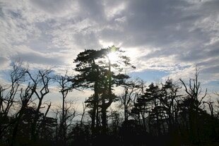 阳光穿透树林的自然景象