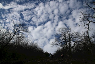 天空下的枯树与云朵