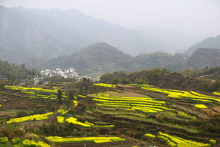 山间梯田油菜花美景