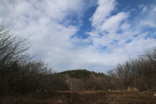 蓝天白云下的荒野景色