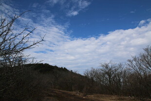 蓝天远山枯树风景图