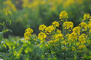 春日油菜花田美景