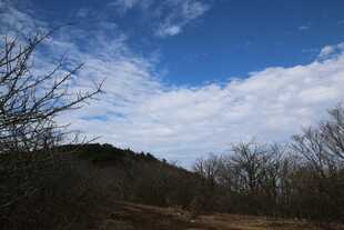 蓝天枯树山丘风景图