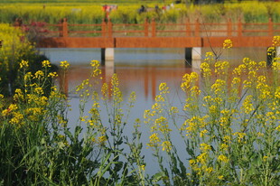 春日河畔桥边烂漫花景