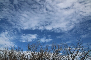 蓝天之下的稀疏树枝