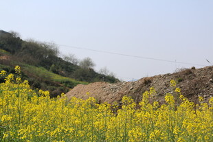 金黄油菜花与远处草垛