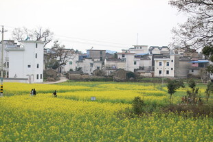 春日乡村田野风光美景