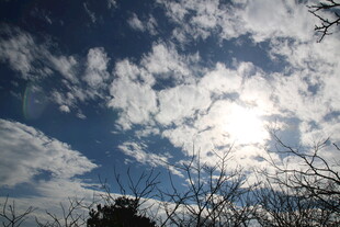 蓝天暖阳下的稀疏树枝