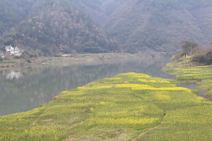河畔油菜花田与山水风光