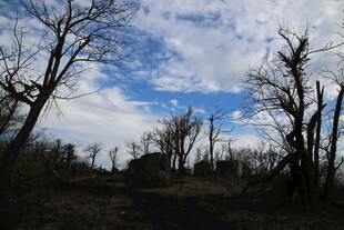 荒野枯树与蓝天景象