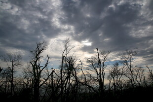 乌云下的枯树景观