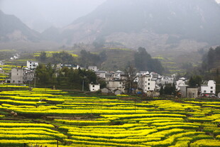 山间梯田油菜花与村落