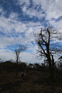 冬日旷野枯树与蓝天白云