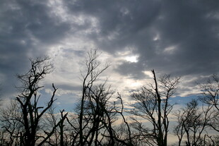 乌云下的枯树林