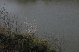 湖畔草木与静谧水面