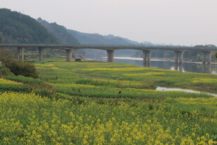 田野间的桥梁与烂漫油菜花