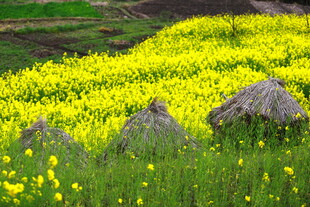 春日田野中的金黄花海
