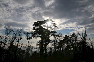 逆光下的树木与多云天空