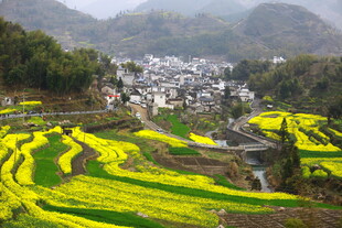 春日梯田油菜花乡村美景