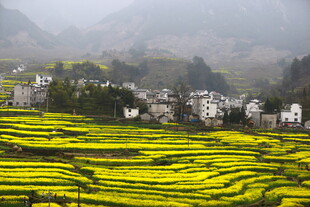 春日梯田油菜花乡村美景