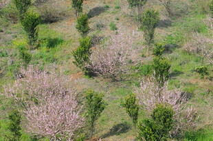 春日繁茂树林景观