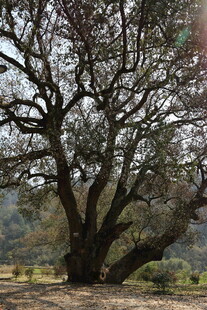 古老繁茂的大树