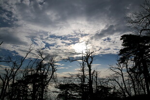 乌云下的树木剪影