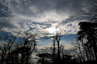 云遮日光下的树木景象