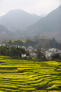 金黄梯田旁的山村美景