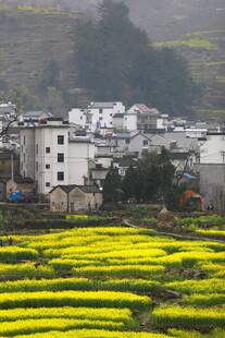 春日乡村油菜花田美景