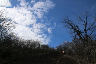 蓝天之下的树林景象