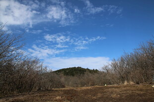 蓝天旷野中的稀疏林木