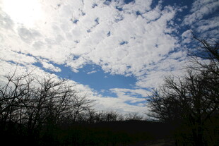 蓝天白云下的稀疏树木景