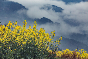 婺源山间油菜花绽放美景