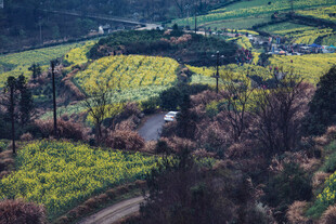 田园风光中的多彩田野