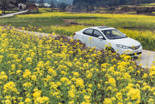 婺源轿车穿行于油菜花海中