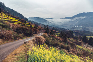 婺源山间公路旁的绚烂油菜花
