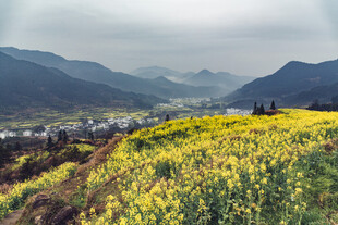 婺源山间油菜花海田园美景