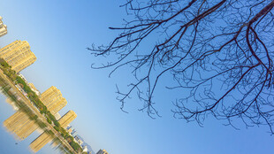 蓝天树枝旁的黄色标志牌