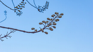 蓝天树枝下的别致果穗