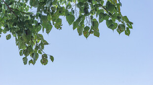 蓝天映衬下的翠绿树叶